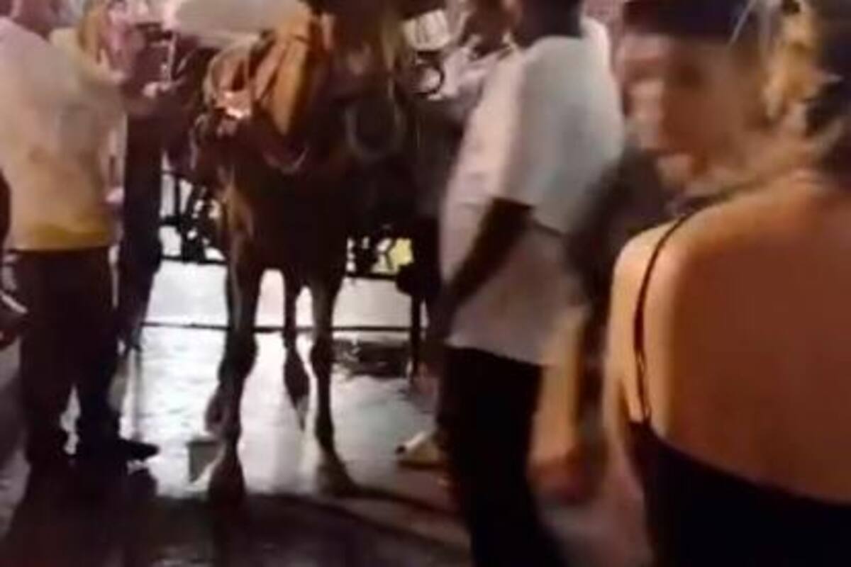 ¿Caballo cochero maltratado y desnutrido?, esto dijo la Umata