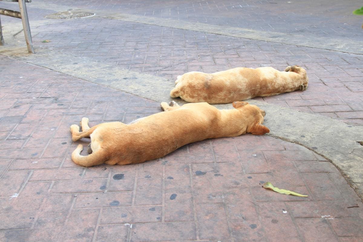 Envenenamiento de perros y gatos en Cartagena: animalistas anuncian marcha