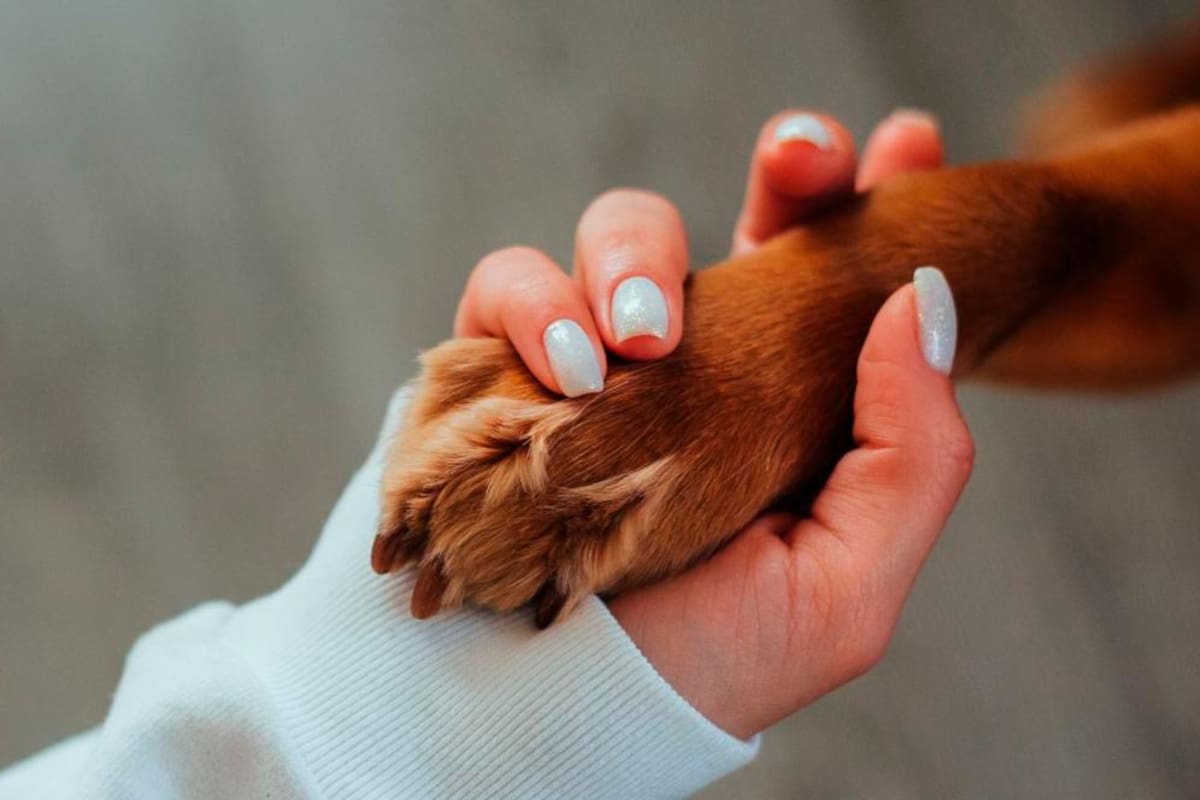 ¡Atroz! Mujer mató a sus 2 mascotas “por su mala situación económica”