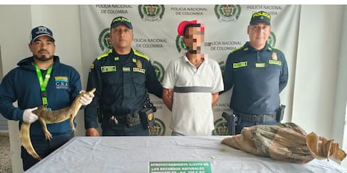 Capturada persona a la que le encontraron en su poder 13 babillas “Caimán Crocodilus”