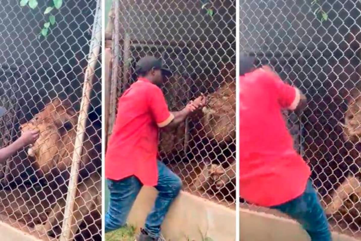 Video: León muerde y arranca dedo a su cuidador en un zoológico