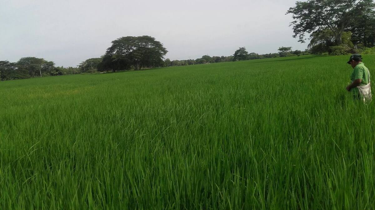 Todavía falta más de un mes para que los cultivos de arroz estén listos para cortar. Cortesía