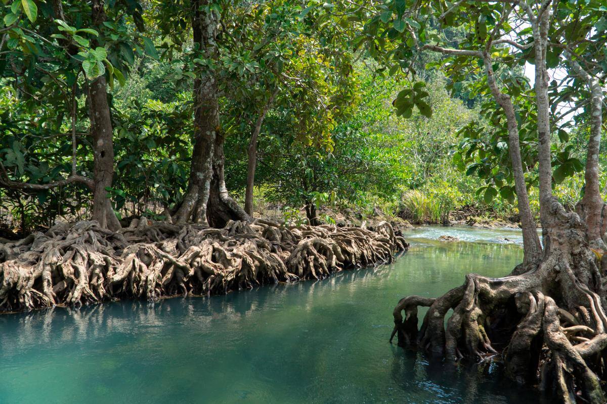 Descubren que suelos tropicales son muy sensibles al calentamiento global