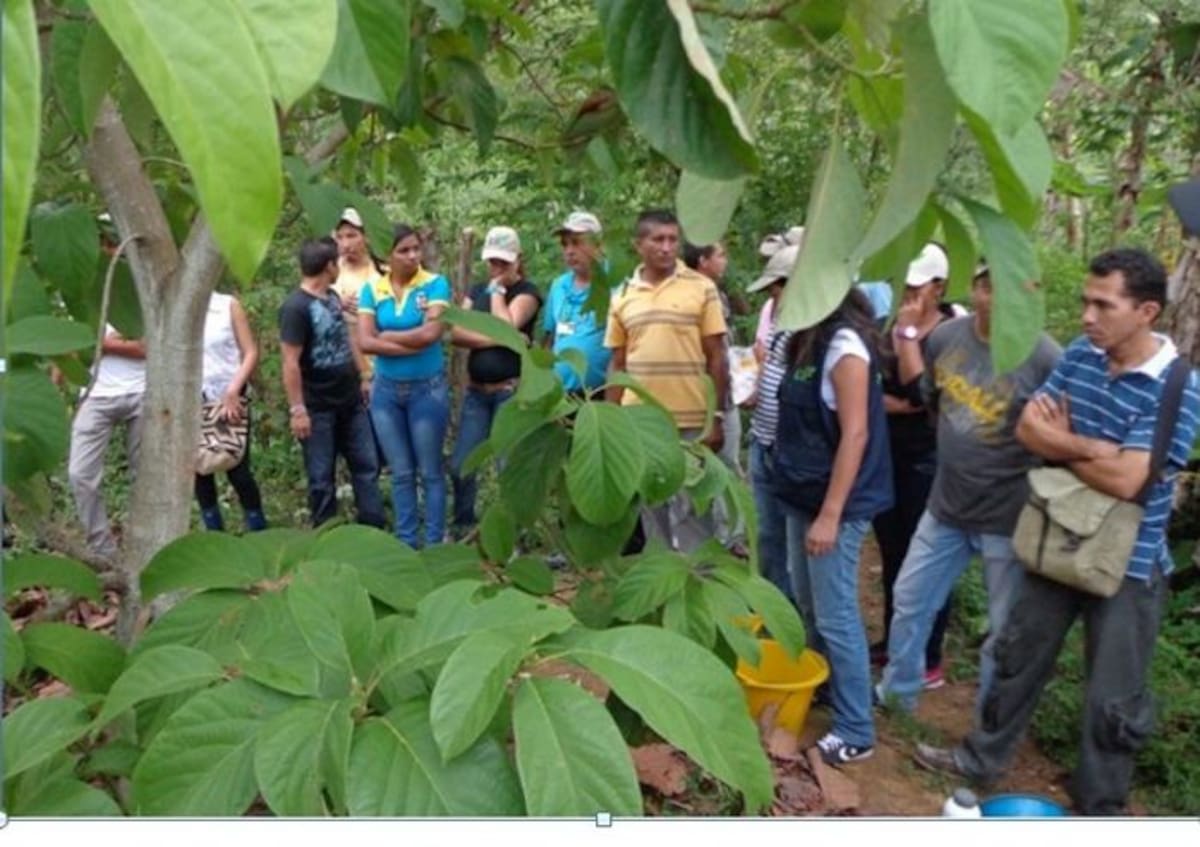 El ICA atiende los cultivos de aguacate afectados en varios departamentos.