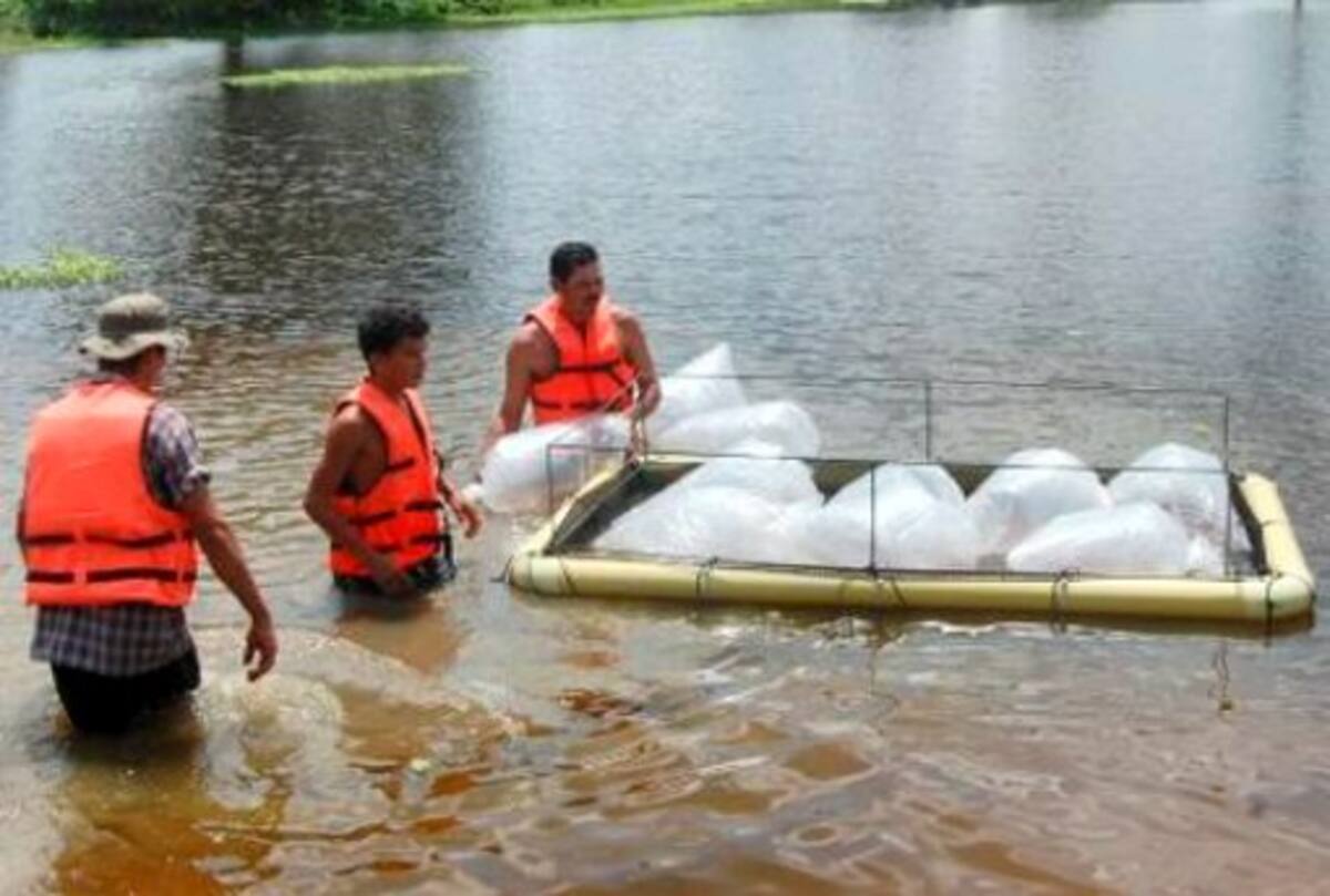 La entrega de alevinos ya se triplicó este año, pues los otorgados en el 2010 fueron 90 mil. Foto/ Archivo.
