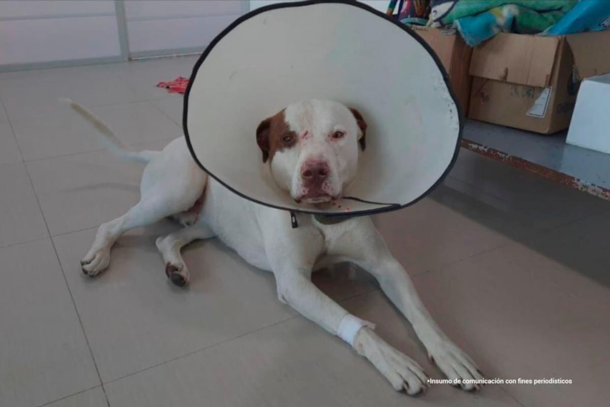 A la cárcel hombre que atacó con tijera a Snoopy, un perro pitbull