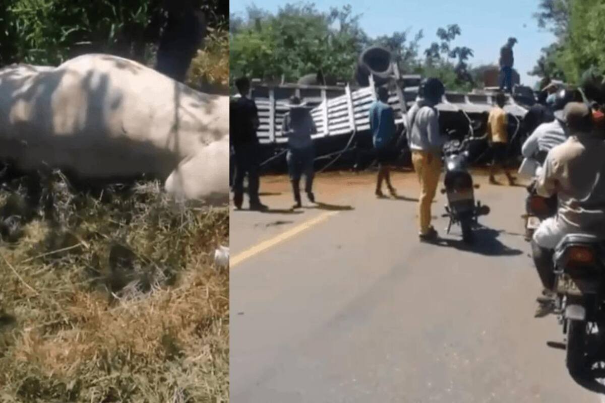 Camión volcado en la Troncal transportaba toros: animales no aparecen