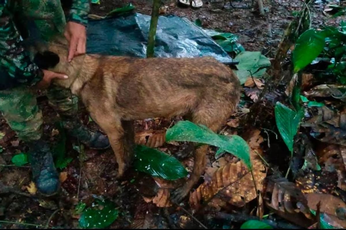 ¿Era Wilson?: Ejército Nacional se pronunció sobre el perro hallado en Caquetá