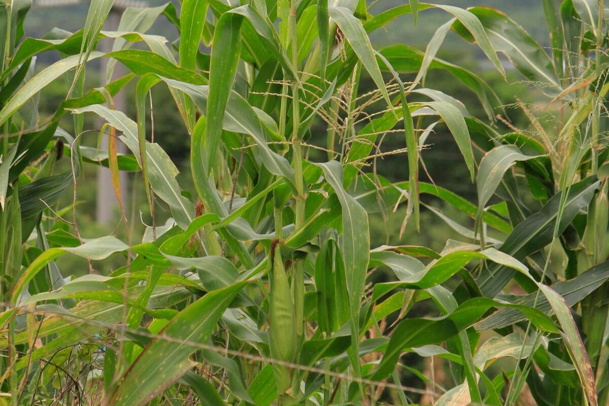 Fertilizantes, vitales en producción de alimentos