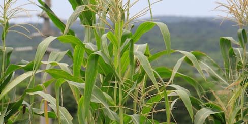 Fertilizantes, vitales en producción de alimentos