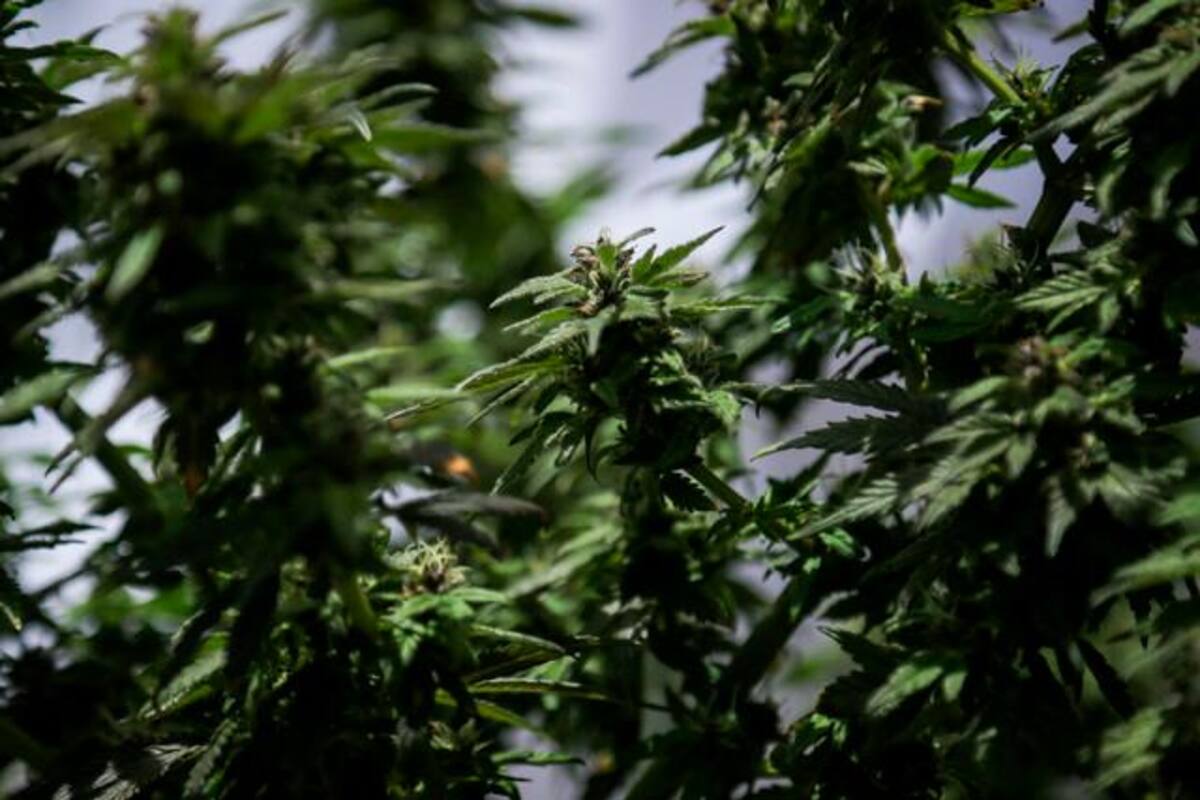 Este es el proyecto del Gobierno para regular el cultivo de cannabis