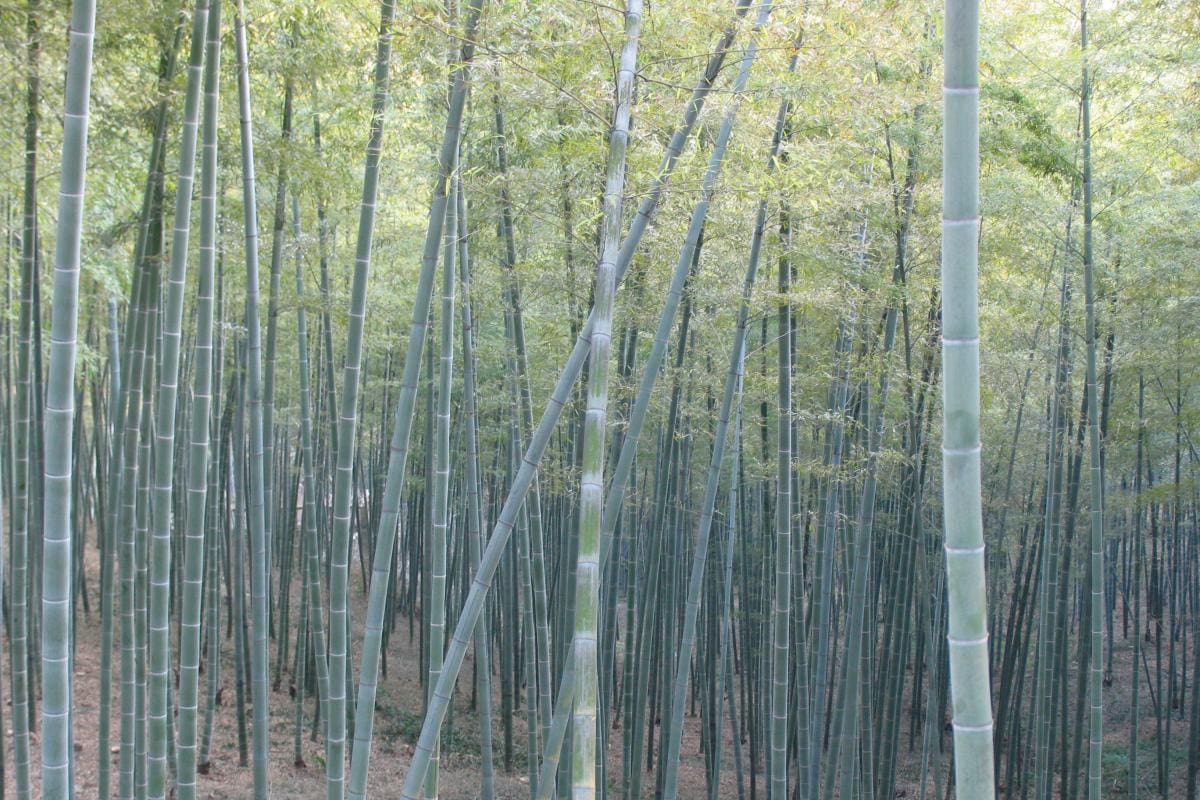 Científicos chinos confirman el potencial nutritivo del bambú en los humanos