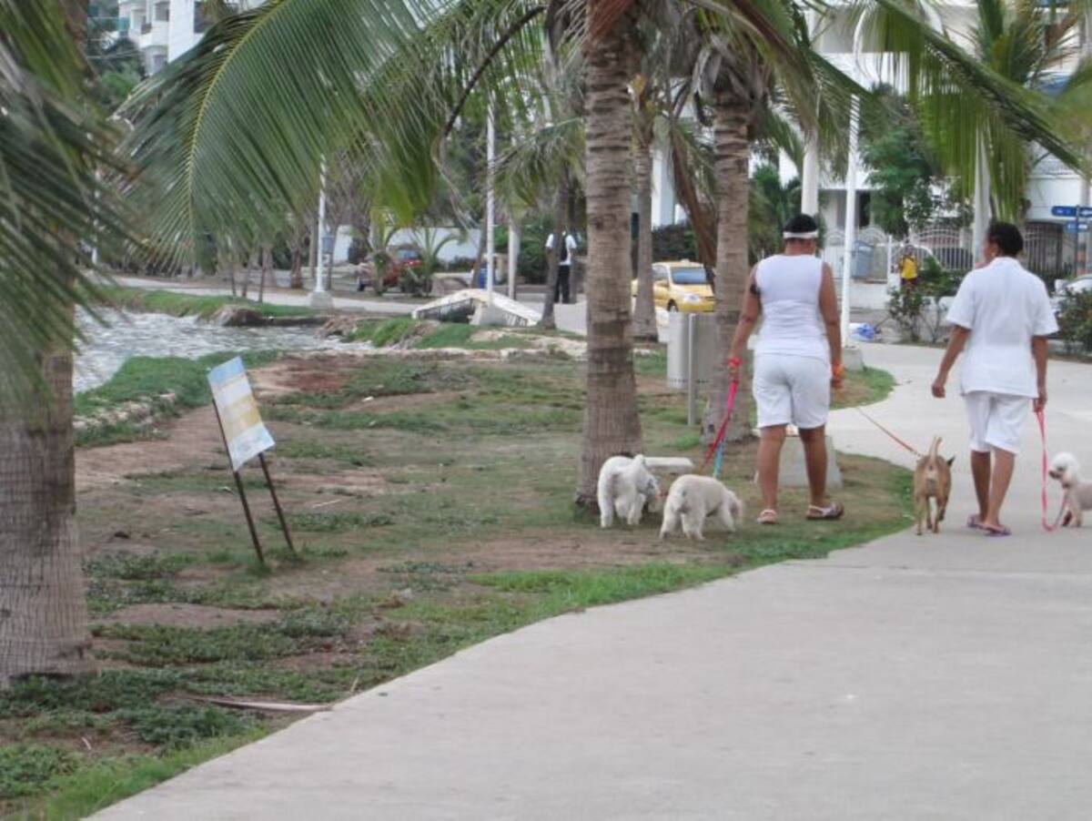 Quien no recoja las necesidades de sus mascotas será multado. //Archivo.