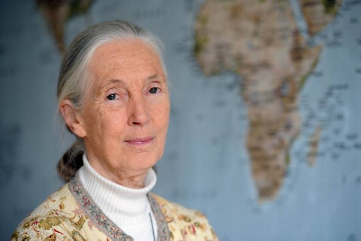 Jane Goodall, experta en primates y conservacionista. //Foto archivo
