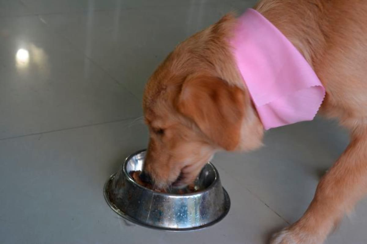 ¡Atención! Estos alimentos y bebidas podrían intoxicar a su mascota