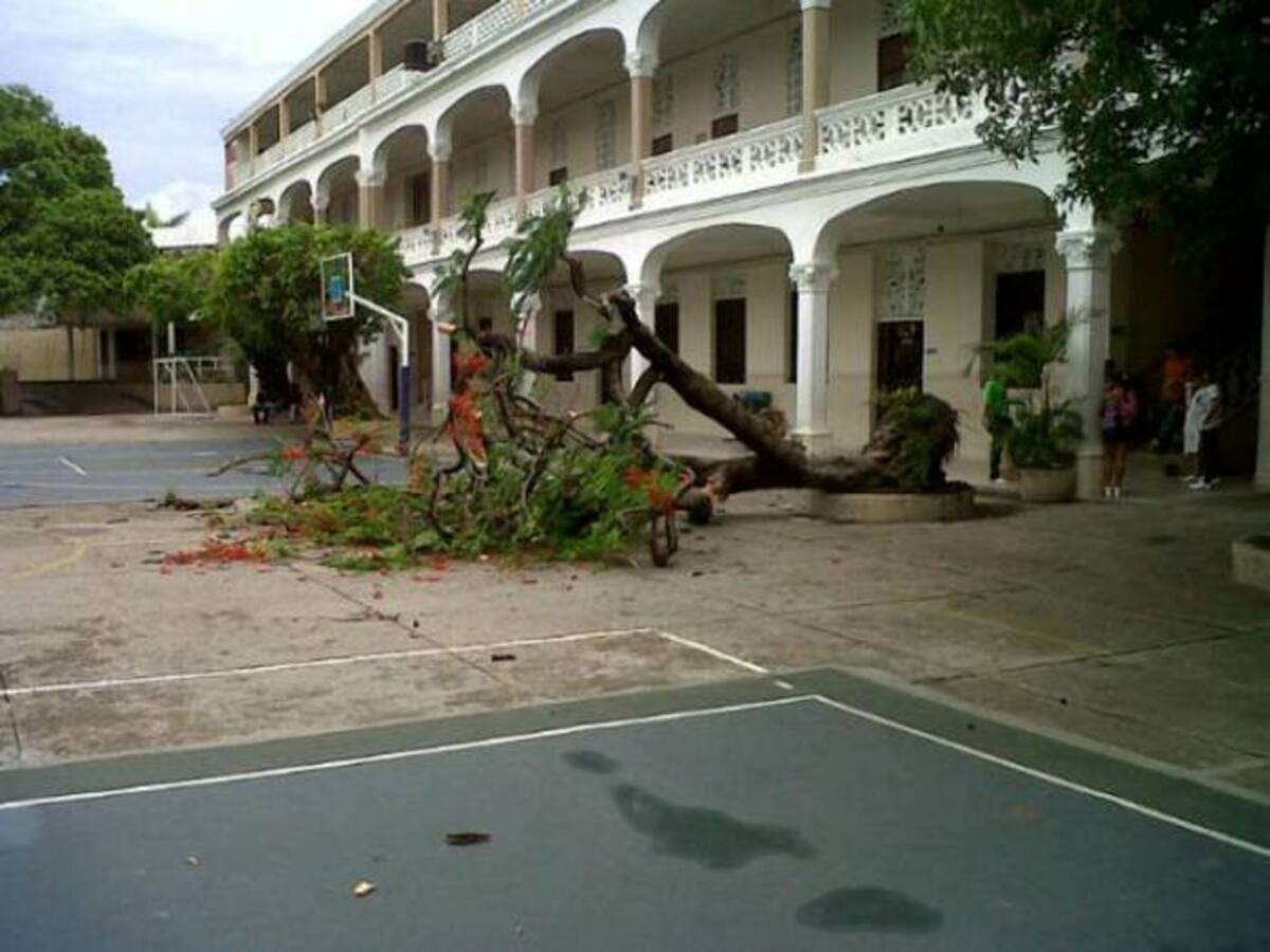 Lluvia tumba árbol en Colegio Los Salesianos. @angulomendoza