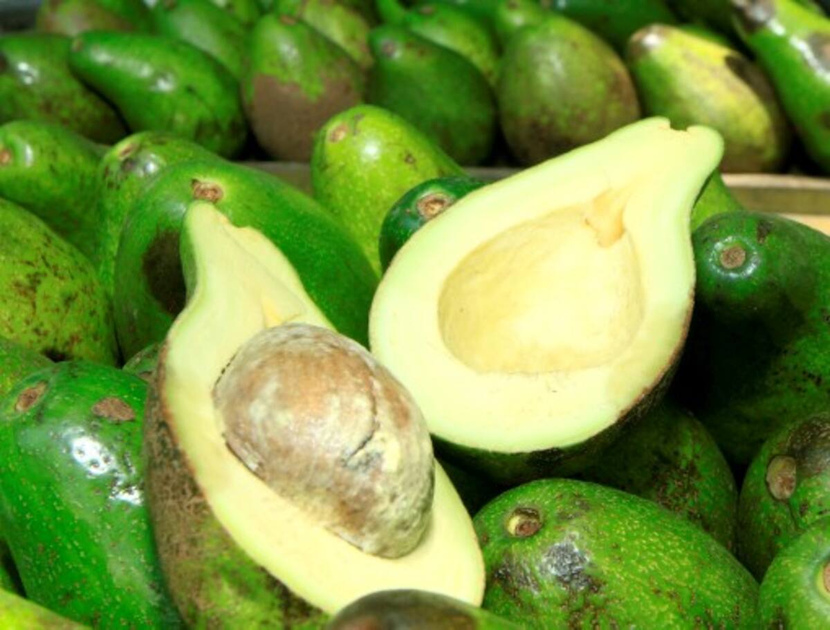 Aguacate Julio castaño El Universal