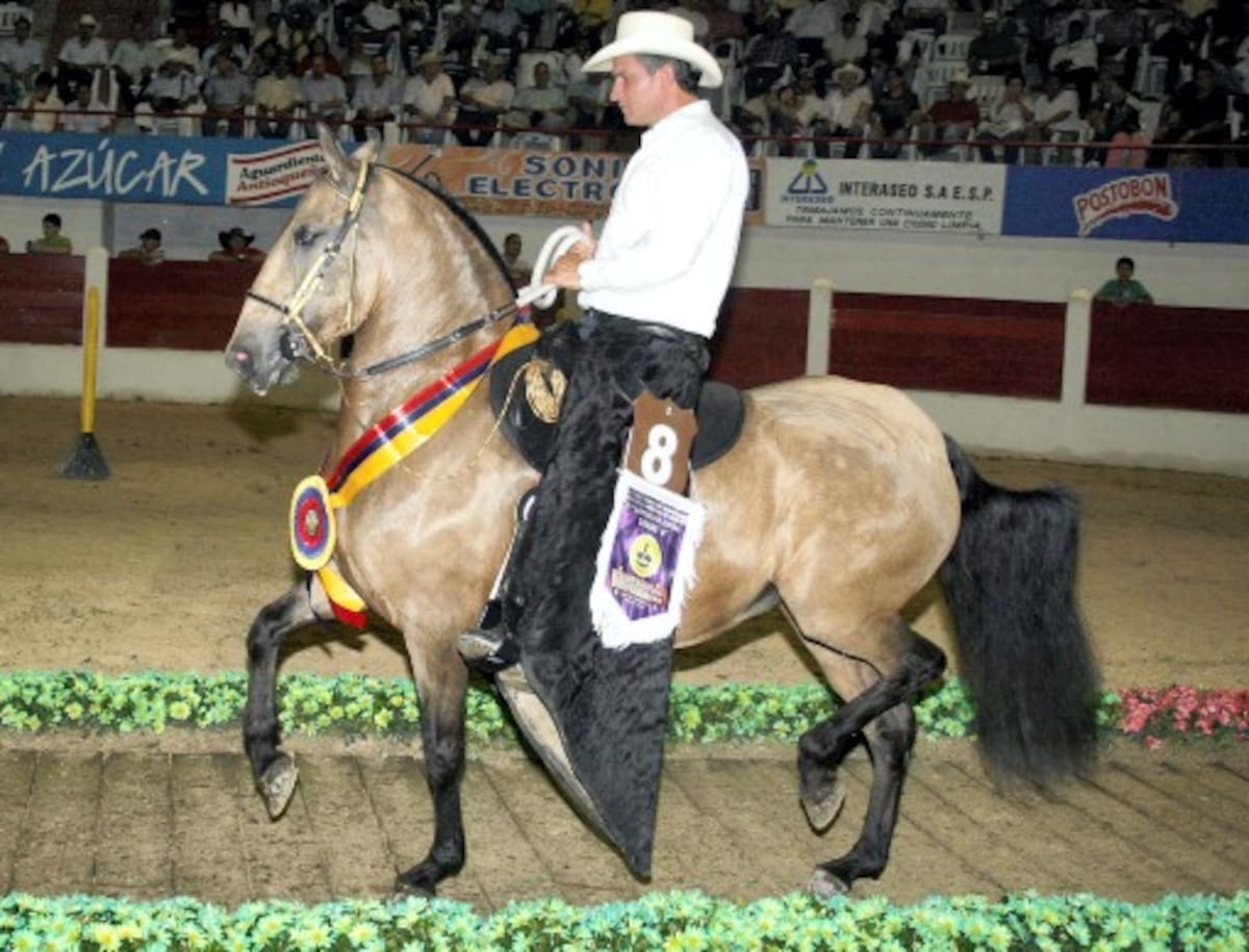 Gran Campeona Trote y Galope “Pimpinela de Villa Sofía”, montador Carlos Mario Mejía. FOTOS: MANUEL SANTIAGO PÉREZ/EL UNIVERSAL/