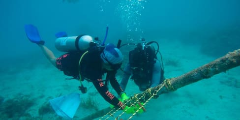 Más de 38 mil fragmentos de coral fueron sembrados en Cartagena