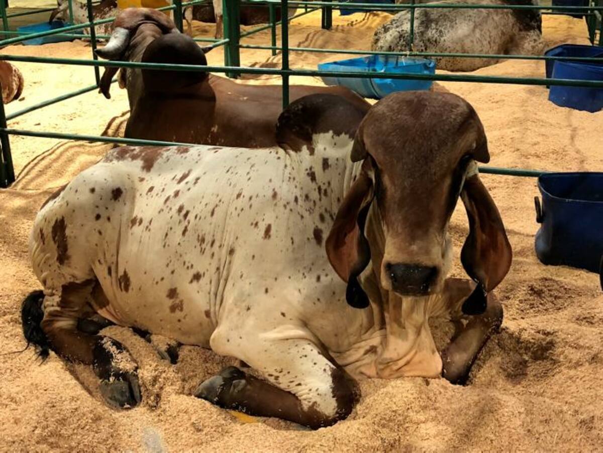 La feria Agroexpo Caribe 2018 se extenderá hasta el domingo 21 de octubre en el Centro de Eventos Puerta de Oro. Cortesía.