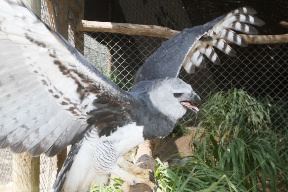 Otra de las muchas especies que se podrán encontrar en el aviario es el águila arpía, el águila más grande del Hemisferio Occidental y del Hemisferio Austral. Es el ave nacional de Panamá y la especie símbolo de la diversidad biológica de Ecuador. JULIO CASTAÑO