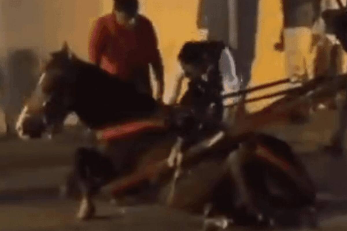 Video: otro caballo cochero se desploma en plena vía, llueven las críticas