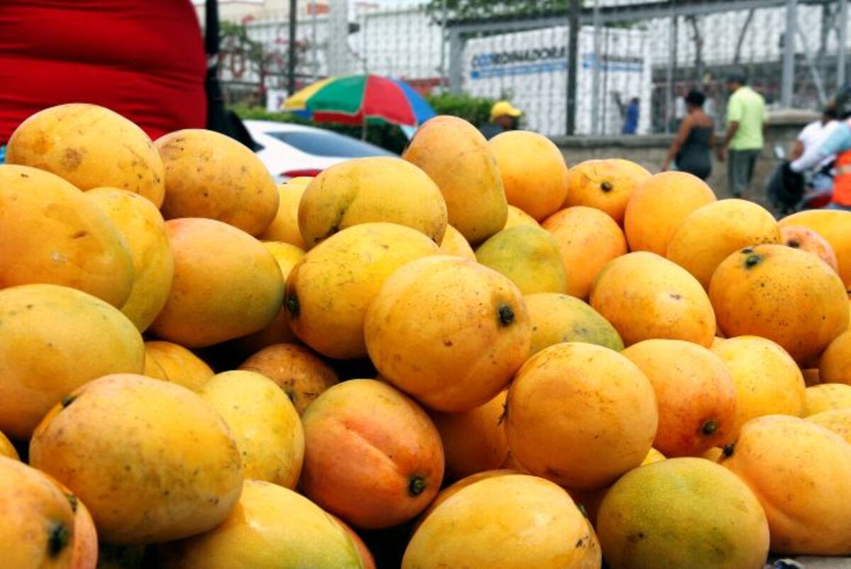 Los mangos se encuentran por estos días en cualquier lugar de Cartagena. LUIS C. PRADO - EL UNIVERSAL