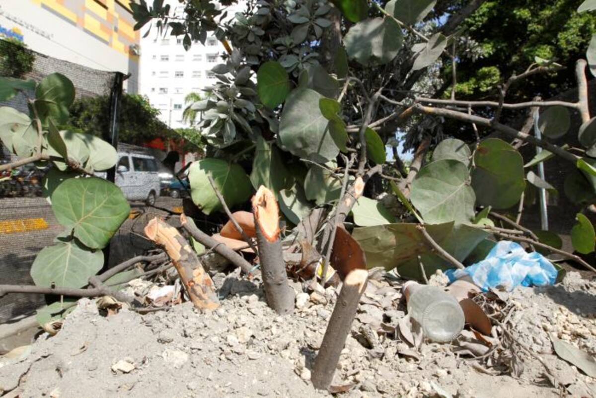 La mayoría de las especies que se van a retirar del sector se van a resembrar en otras zonas de la ciudad, según informó el Distrito. Julio Castaño
