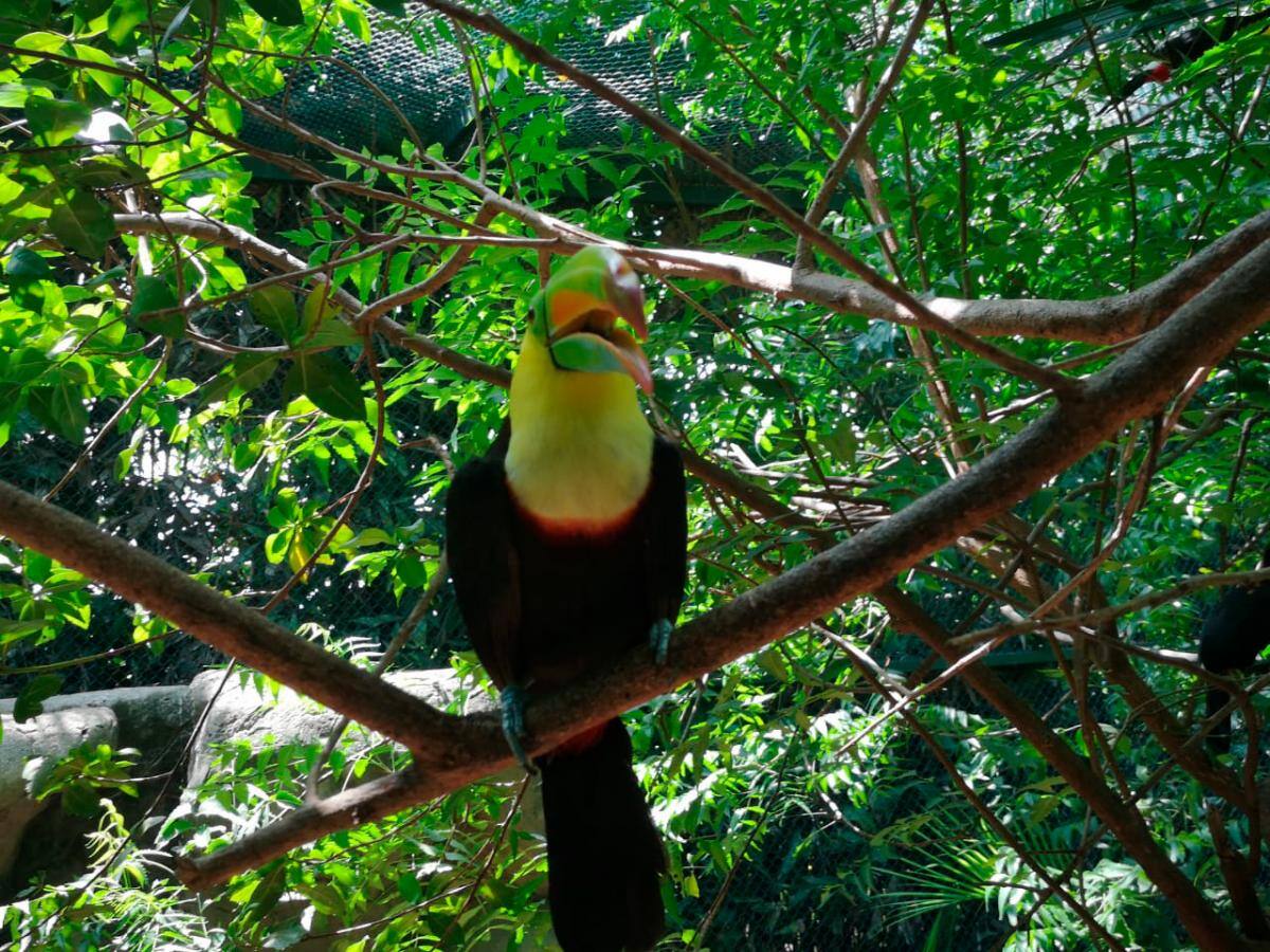 Los visitantes podrán disfrutar un show de aves, entre 11.30 a.m y 3.pm. y visitar el hábitat de flamencos y cisnes, la plaza de guacamayas, entre otros. // Fotos: Érica Otero Brito.