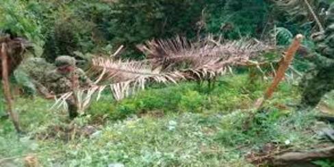 Detectan nueva variedad de coca en el Nudo del Paramillo