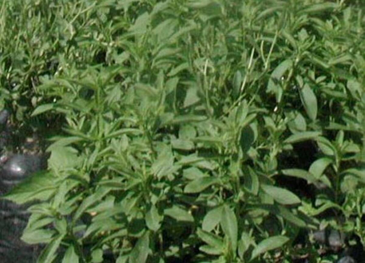 Huerta demostrativa de estevia, en la Universidad de Córdoba. ARCHIVO