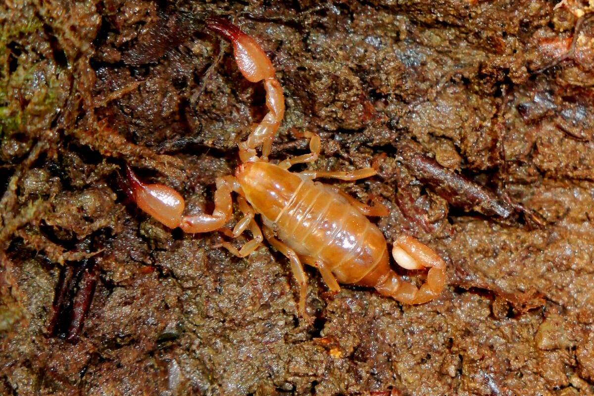 Sigue alerta en Egipto tras plaga de escorpiones venenosos por lluvias