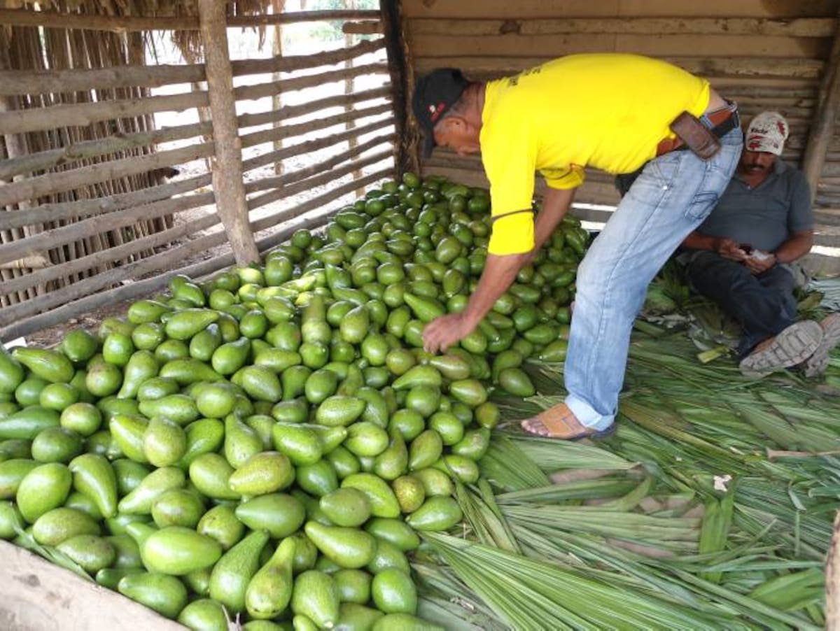 La baja producción afecta el bolsillo de unas 2.500 familias que se dedican a cultivar y comercializar el aguacate. LILA LEYVA VILLARREAL, CORRESPONSAL EL UNIVERSAL