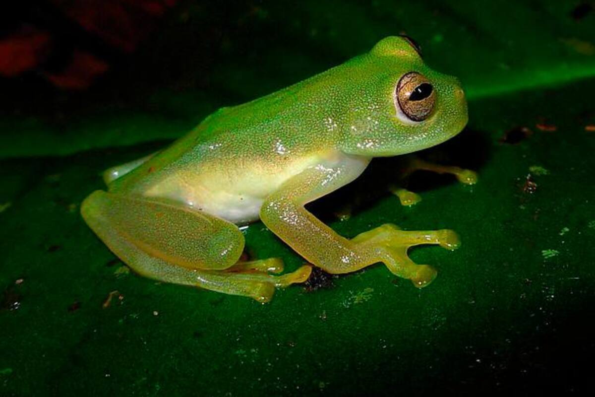 Científicos confirmaron la razón de la desaparición de 90 especies de anfibios