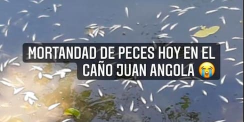 Reportan nueva mortandad de peces en el caño Juan Angola