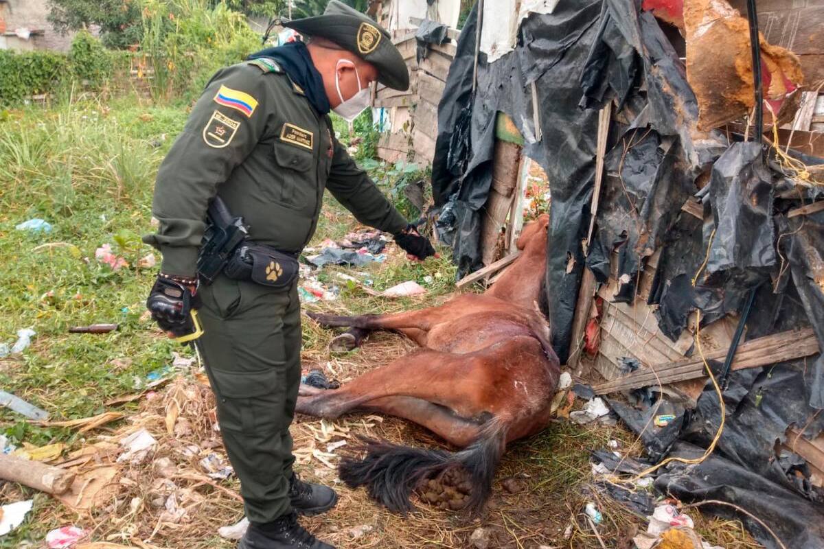 Caballo con herida profunda fue rescatado por la Policía