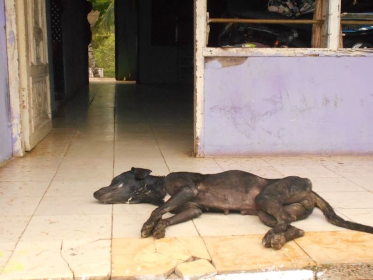 Puka, la perra de la familia Elles en Turbana, fue la última víctima de una matanza de perros y gatos que tiene azotada a la población y que hoy son un completo misterio. Atilano Meza/ El Universal