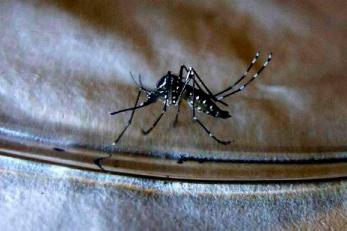 Grave brote de dengue deja más de 200 muertos en Bangladesh