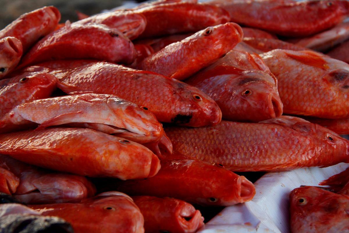 La Autoridad Nacional de Acuicultura y Pesca (Aunap) recomienda consumir pescado fresco. // LUIS E. HERRÁN - EL UNIVERSAL