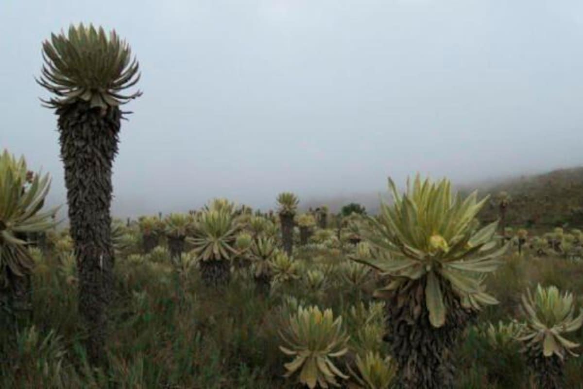 Gobierno destacó la siembra de 31.000 frailejones en páramos del país