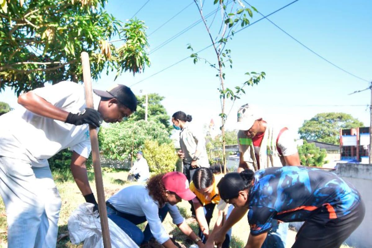 Arbolado urbano en Cartagena: así avanza la meta de siembra del Gobierno de Dau