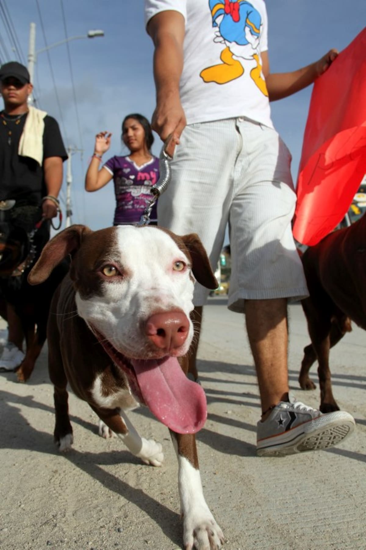 La marcha con unos 30 perros se desarrolló por las avenidas Pedro de Herdia y Venezuela. ÓSCAR DÍAZ-EL UNIVERSAL