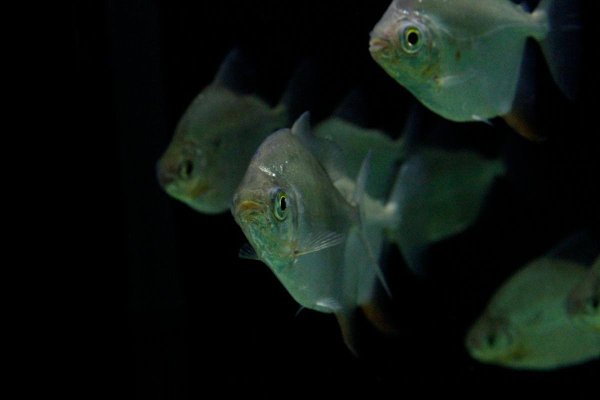 En Vivarium hay una variedad de peces de agua dulce.