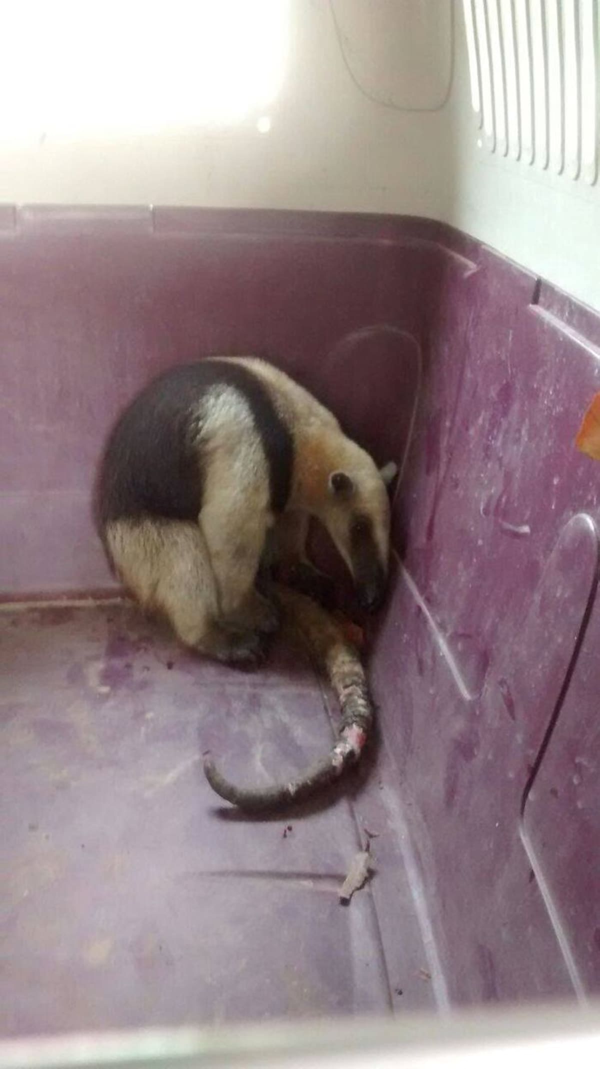Oso perezoso que fue rescatado. Lila Leyva/El Universal
