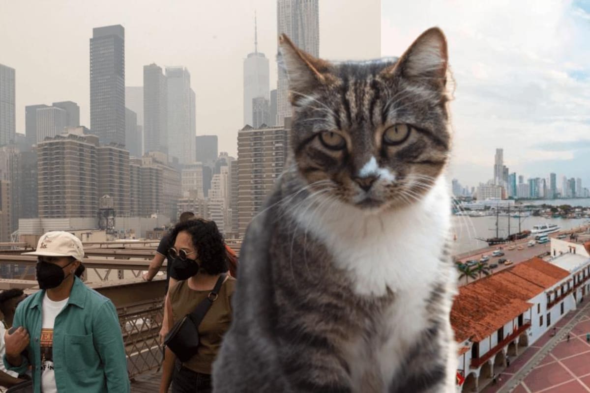 ¿Buscando trabajo por fuera? Pagan $16 millones a cuidador de gato profesional