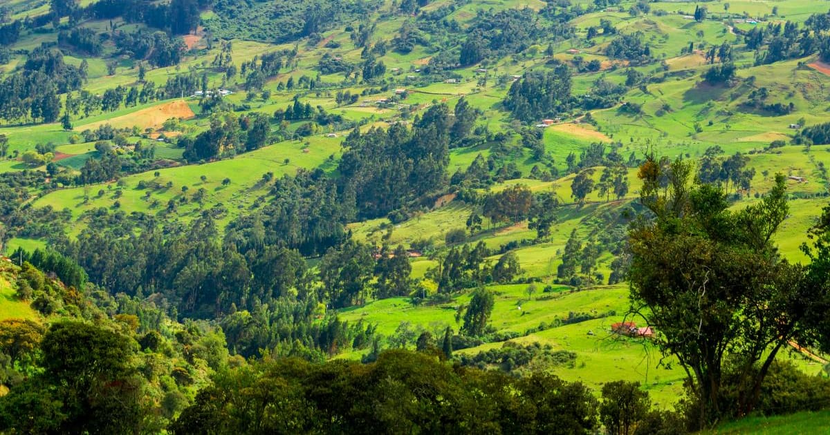 Mil R Campo Destinan $382 mil millones para impulsar el campo colombiano