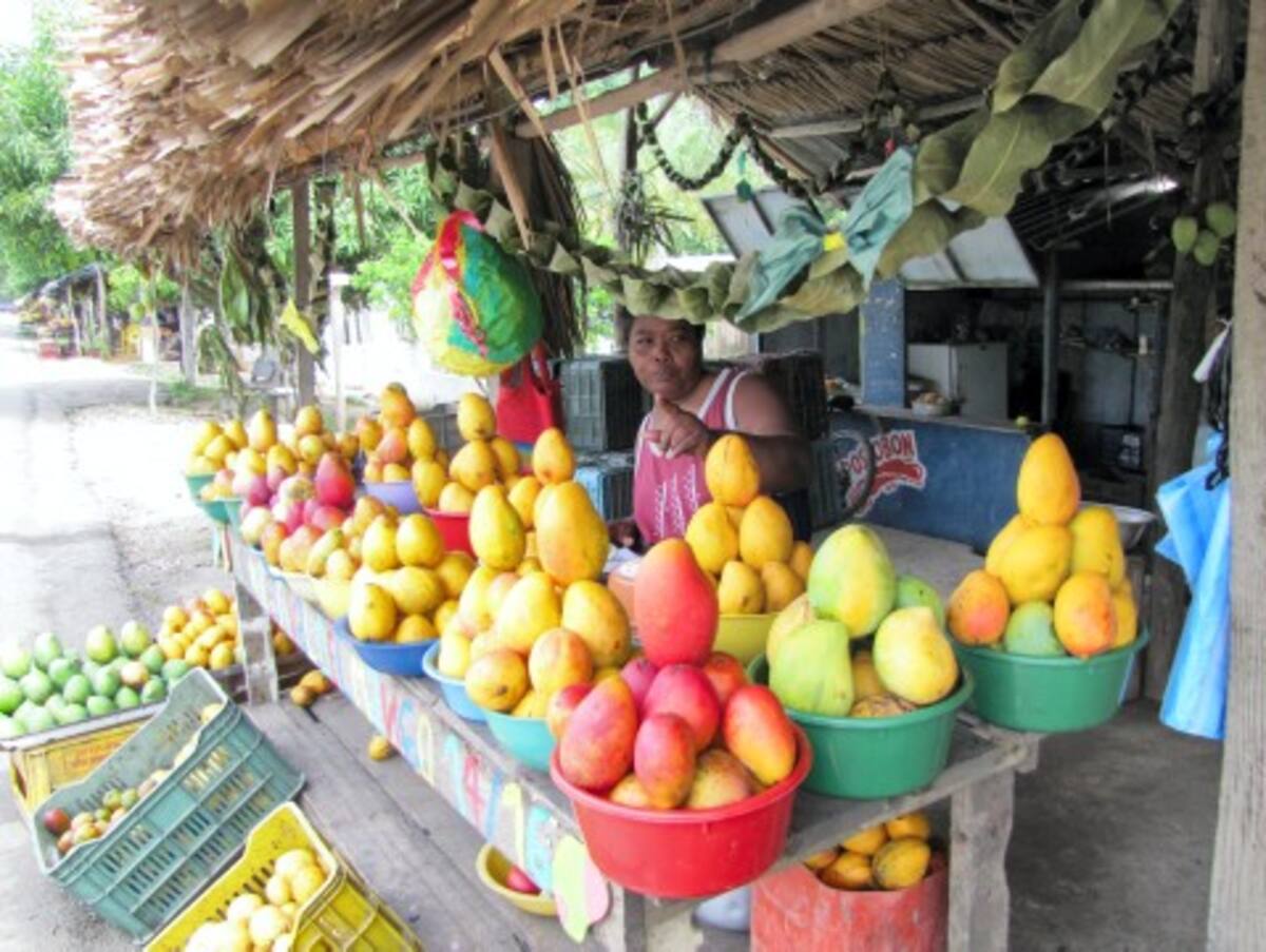 A lado y lado de la Troncal se consiguen mangos de las 55 variedades que existen en Malagana.