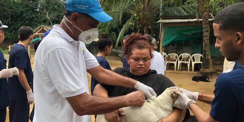 440 animales han sido abandonados este año en Montería