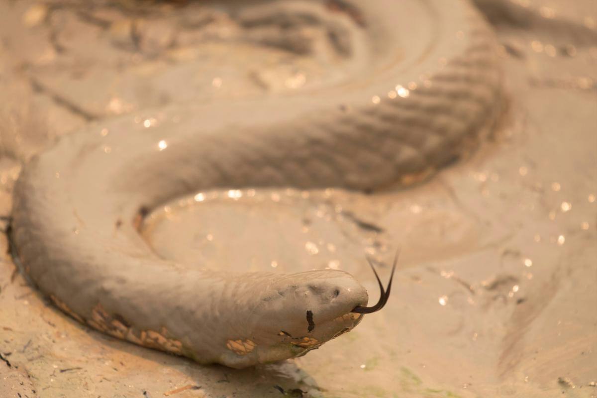 COVID-19: una serpiente sería la clave para impedir reproducción del virus
