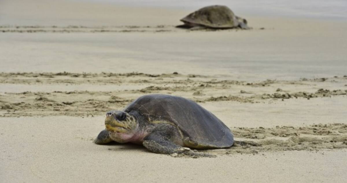 Tortugas marinas AFP